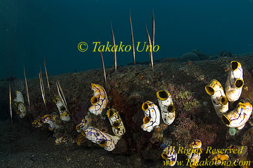 Razor Fish 02tc & Tunicate copy