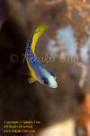 Dottyback 04tc Splendid juv 0294