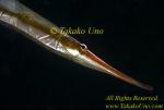 Razor Fish 04t 0001 copy