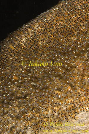 Anemone Fish 03tc eggs 021