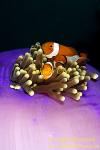 Anemone fish 06tc Nemo, Western Clown, A ocellaris 0334