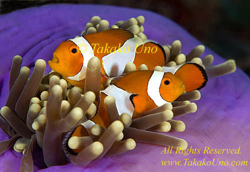 Anemone fish 15tc Nemo, Western Clown, A ocellaris 0318