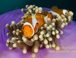 Anemone fish 20tc Nemo, Western Clown, A ocellaris, tongue-eating isopod in mouth