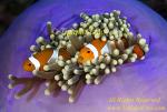 Anemone fish 13t Nemo, Western Clown, A ocellaris 0311