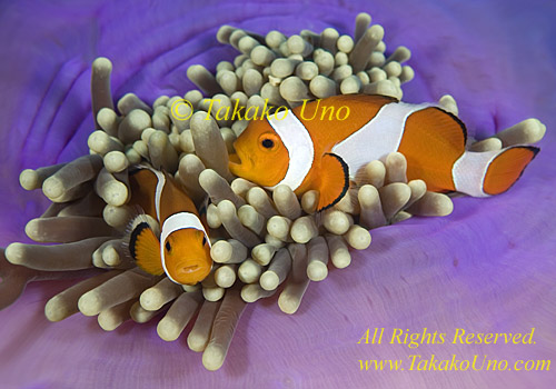 Anemone fish 18tc Nemo, Western Clown, A ocellaris 0313