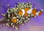 Anemone fish 18tc Nemo, Western Clown, A ocellaris 0313