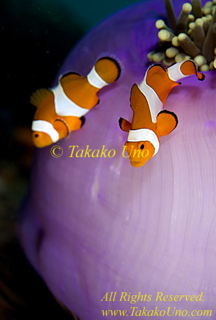 Anemone fish 24tc Nemo, Western Clown, A ocellaris 0331