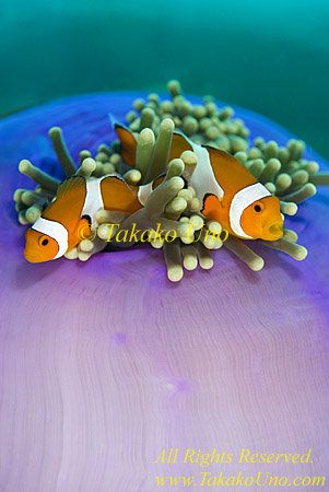 Anemone fish 23t Nemo, Western Clown, A ocellaris 0329