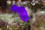 Dottyback 03tc Magenta 0289