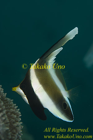 Butterfly Fish 03tc Banner copy