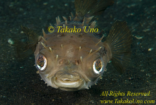 Pufferfish 04t Porcupine 0 copy