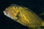Box fish 03tc 0267 copy