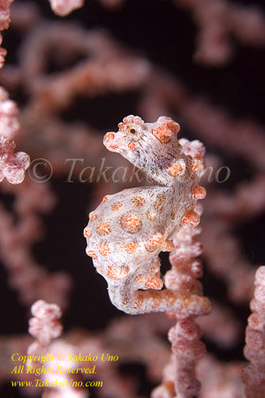 Seahorse 02tc Bargibanti Pygmy 0171