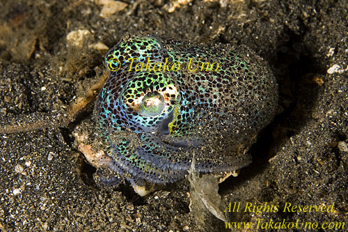 Bobtail Squid 03tc 0202 copy