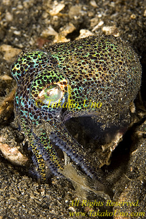 Bobtail Squid 01tc 0203 copy