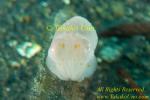 Cuttlefish 04tc Broadclub w yellow spots