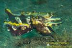 Flamboyant Cuttlefish 04tc copy