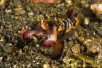 Flamboyant Cuttlefish 06tc juv