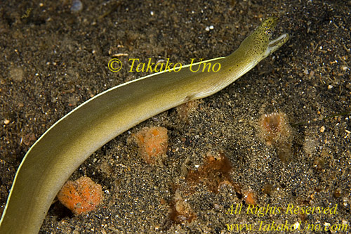 Eel 04tc Moray, Pseudechidna brummeri 0182 some people calls it the White Ribbon Eel