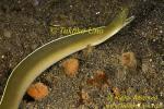 Eel 04tc Moray, Pseudechidna brummeri 0182 some people calls it the White Ribbon Eel