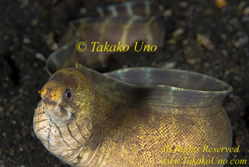 Eel 07t Moray, Gymnothorax rueppelliae, Banded Tail