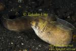 Eel 06t Moray, Gymnothorax rueppelliae, Banded Tail