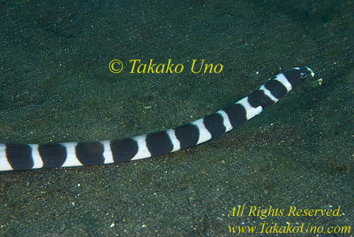 Eel 11t Snake, Myrichthys colubrinus, Banded 0108