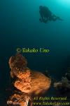 Frogfish 05t Giant & diver copy