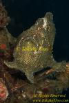 Frogfish 03t Giant 0076 copy