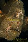 Frogfish 04t Giant 0079 copy