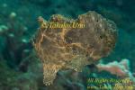 Frogfish 36tc Giant swims  copy
