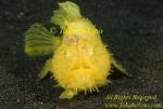 Frogfish 11t Striated 0033 copy