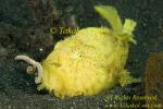 Frogfish 29tc Striated fishing with esca
