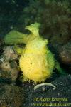 Frogfish 21tc Striated fishing with esca