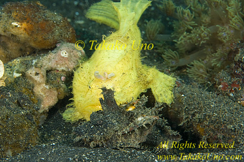 Frogfish 18tc Striated targeting Inimicus Devil Scorpion