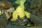 Frogfish 18tc Striated targeting Inimicus Devil Scorpion