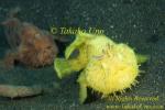 Frogfish 26tc Striated pair
