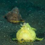 Frogfish 25tc Striated pair
