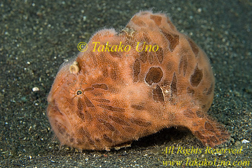 Frogfish 28tc Striated 008 copy