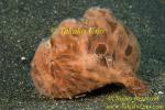 Frogfish 28tc Striated 008 copy