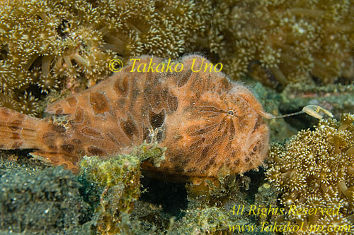 Frogfish 22tc Striated fishing with esca