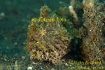 Frogfish 34tc Striated or Lembeh sp