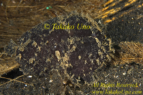 Frogfish 33tc Randall possibly