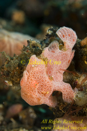 Frogfish 39tc painted juv  copy