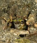 Jawfish 02tc Ring-eyed 034 copy