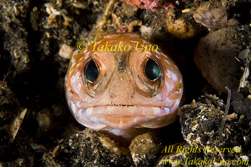 Jawfish 05tc varigated 021 copy