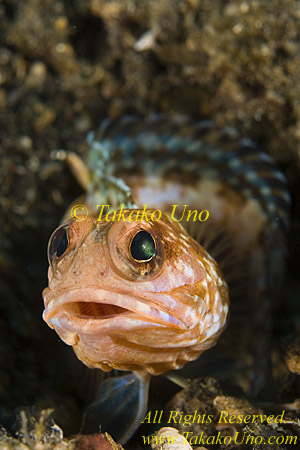 Jawfish 10tc varigated 023 copy