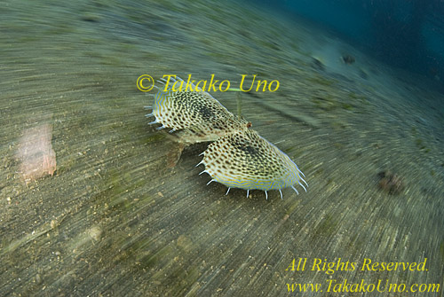 Flying Gurnard 01t 0086 copy