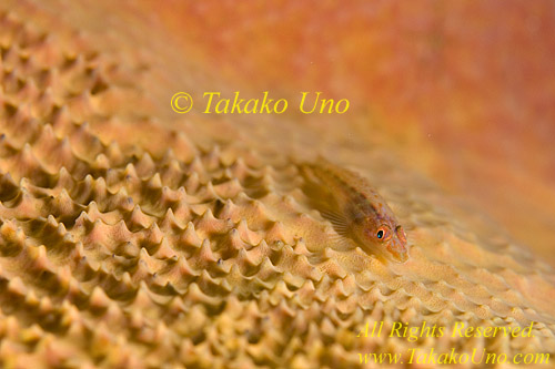 Goby 05tc Slender Many Hosts