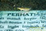 Grub Fish 02t & Indonesian paper